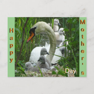 Mutter Schwan mit Babies Muttertagskarte Postkarte