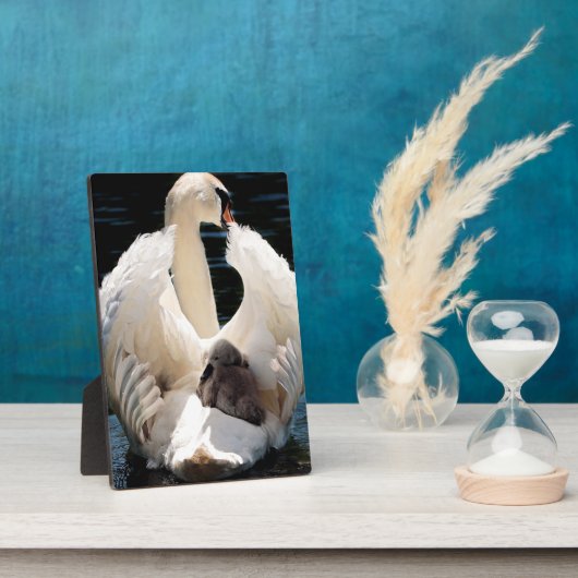 Mutter Schwan mit Cygnets (Babyschwäne) Fotoplatte (Seite)