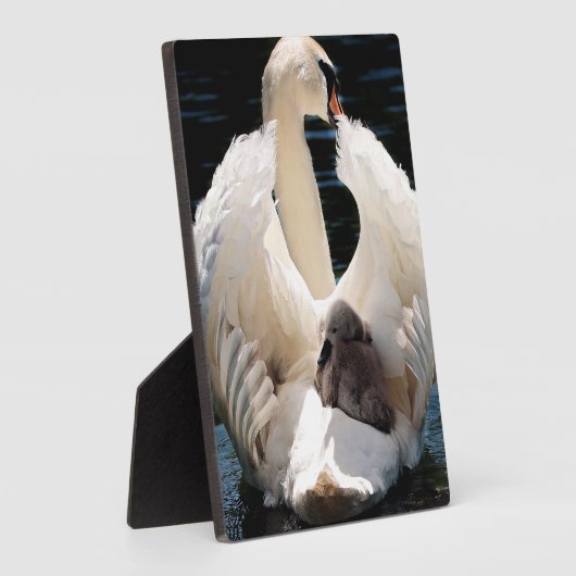 Mutter Schwan mit Cygnets (Babyschwäne) Fotoplatte (Seite)