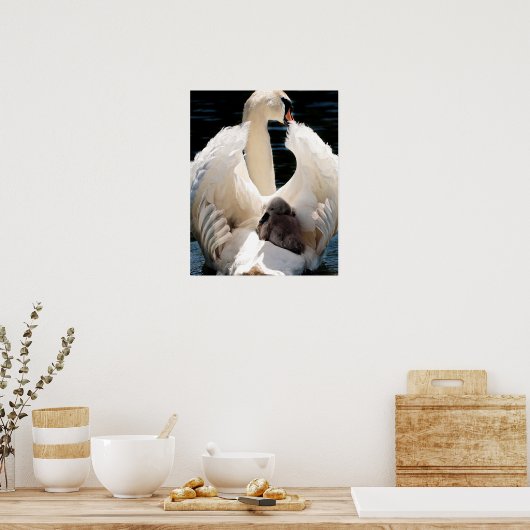 Mutter Schwan mit Cygnets (Babyschwäne) Poster (Küche)
