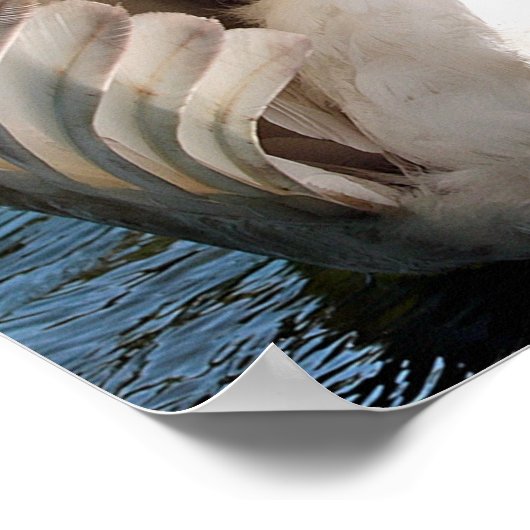 Mutter Schwan mit Cygnets (Babyschwäne) Poster (Ecke)