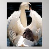 Mutter Schwan mit Cygnets (Babyschwäne) Poster (Vorne)