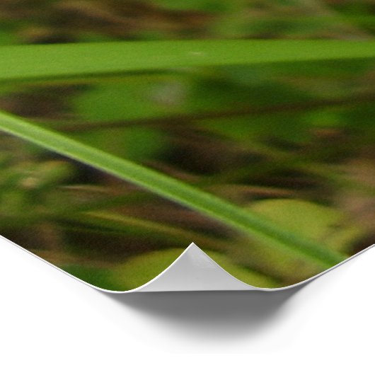 Mutter Shipton Moth Poster (Ecke)