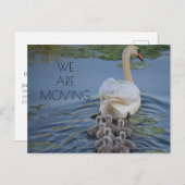 Mutter Swan Baby wirft Wasserwechsel Ankündigungspostkarte (Vorne/Hinten)