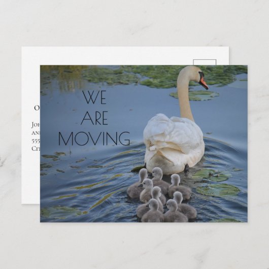 Mutter Swan Baby wirft Wasserwechsel Ankündigungspostkarte (Vorne/Hinten)