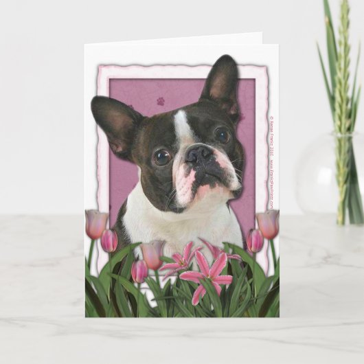 Mutter-Tag - rosa Tulpen - Boston Terrier Karte (Vorderseite)