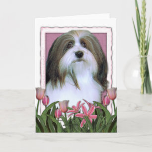 Mutter-Tag - rosa Tulpen - Havanese Karte