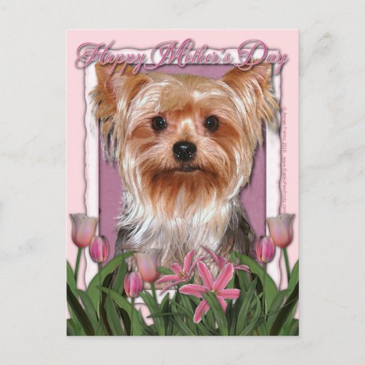 Mutter-Tag - rosa Tulpen - Yorkshire Terrier Postkarte (Vorderseite)