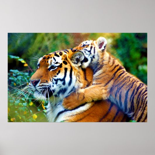 Mutter Tiger mit Baby Cub Klettern und Bitterohr Poster (Vorne)