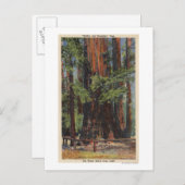 "Mutter" & "Tochter" im Big Trees Park Postkarte (Vorne/Hinten)