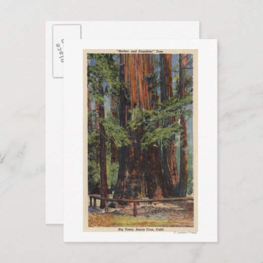 "Mutter" & "Tochter" im Big Trees Park Postkarte (Vorne/Hinten)