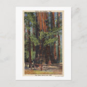 "Mutter" & "Tochter" im Big Trees Park Postkarte (Vorderseite)