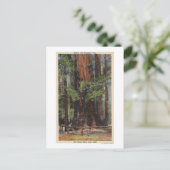 "Mutter" & "Tochter" im Big Trees Park Postkarte (Stehend Vorderseite)