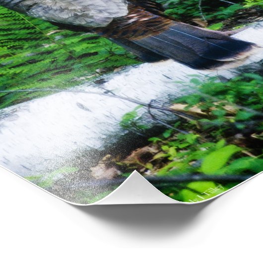 Mutter Türkei Foto (Ecke)