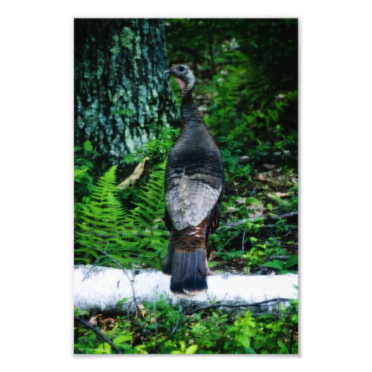 Mutter Türkei Foto (Vorne)