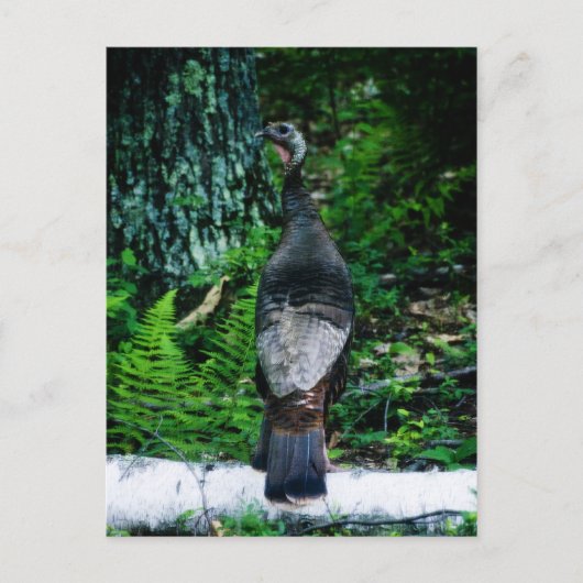 Mutter Türkei Postkarte (Vorderseite)