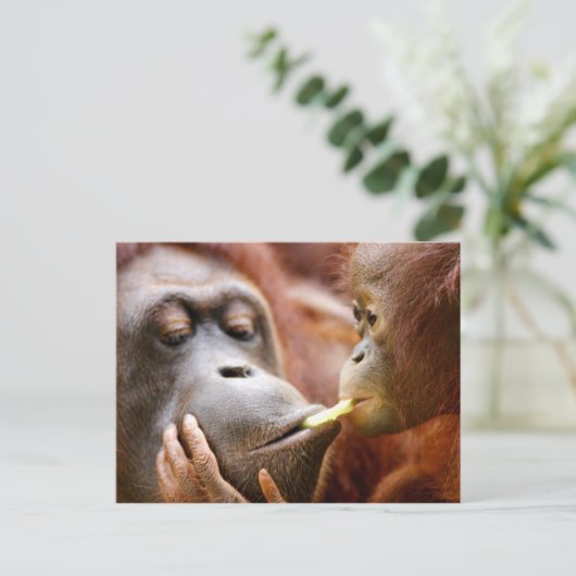Mutter-u. Baby-Orang-Utan Postkarte (Stehend Vorderseite)