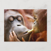 Mutter-u. Baby-Orang-Utan Postkarte (Vorderseite)