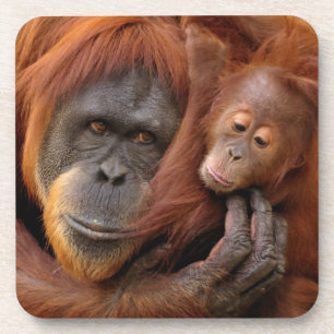 Mutter-u. Baby-Orang-Utan Untersetzer