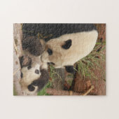 Mutter und Baby Animal Panda BärenfotografieTier Puzzle (Horizontal)