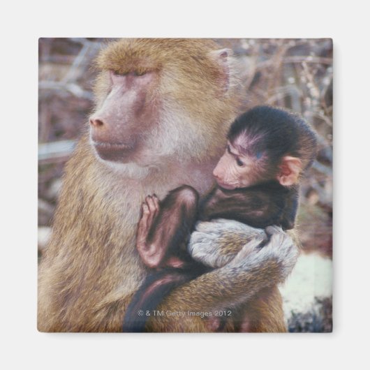 Mutter und Baby Baboon Magnet (Vorne)