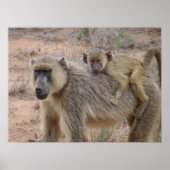 Mutter und Baby Baboon Poster (Vorne)