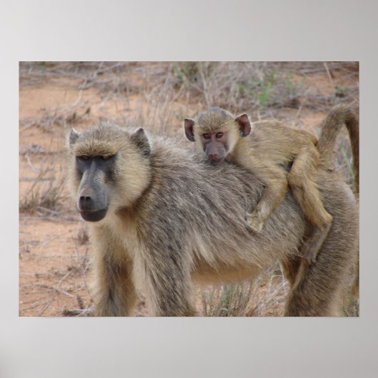 Mutter und Baby Baboon Poster (Vorne)