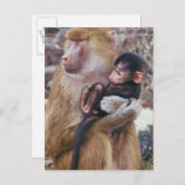 Mutter und Baby Baboon Postkarte (Vorne/Hinten)
