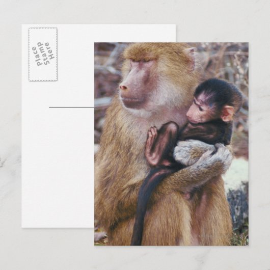 Mutter und Baby Baboon Postkarte (Vorne/Hinten)