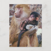 Mutter und Baby Baboon Postkarte (Vorderseite)