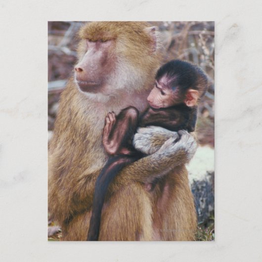 Mutter und Baby Baboon Postkarte (Vorderseite)