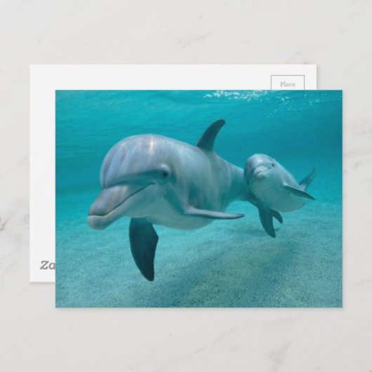 MUTTER UND BABY CALF DOLPHIN POSTKARTE (Vorne/Hinten)