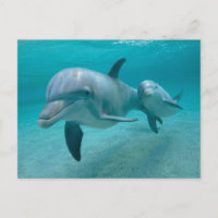 MUTTER UND BABY CALF DOLPHIN