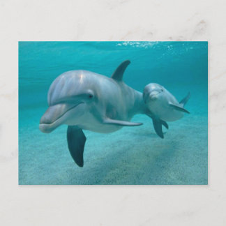 MUTTER UND BABY CALF DOLPHIN POSTKARTE