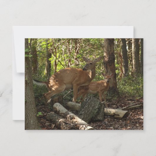 Mutter und Baby Deer im Shenandoah-Nationalpark (Vorderseite)