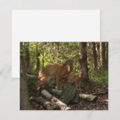 Mutter und Baby Deer im Shenandoah-Nationalpark (Vorne/Hinten)