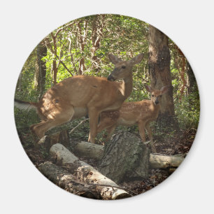 Mutter und Baby Deer im Shenandoah-Nationalpark Magnet