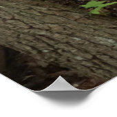 Mutter und Baby Deer im Shenandoah-Nationalpark Poster (Ecke)