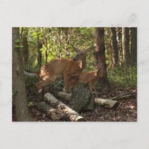 Mutter und Baby Deer im Shenandoah-Nationalpark Postkarte