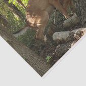 Mutter und Baby Deer im Shenandoah-Nationalpark Seidenpapier (Ausschnitt)