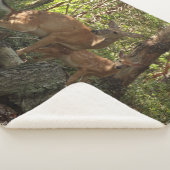 Mutter und Baby Deer im Shenandoah-Nationalpark Sherpadecke (3/4)