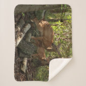 Mutter und Baby Deer im Shenandoah-Nationalpark Sherpadecke (Vorderseite)