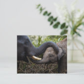 Mutter und Baby Elefant zeigen Zuneigung Postkarte (Stehend Vorderseite)