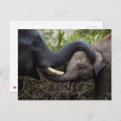 Mutter und Baby Elefant zeigen Zuneigung Postkarte (Vorne/Hinten)