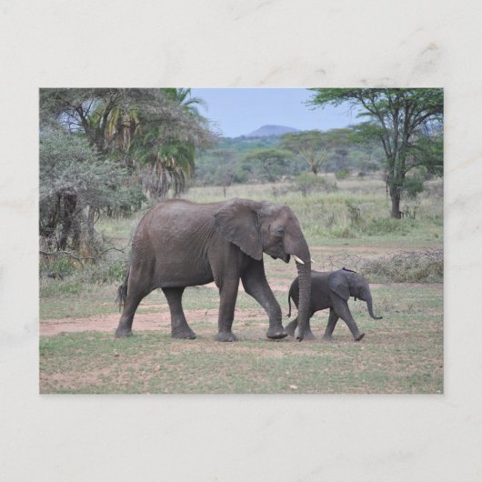 Mutter und Baby Elephant Foto Postkarte (Vorderseite)