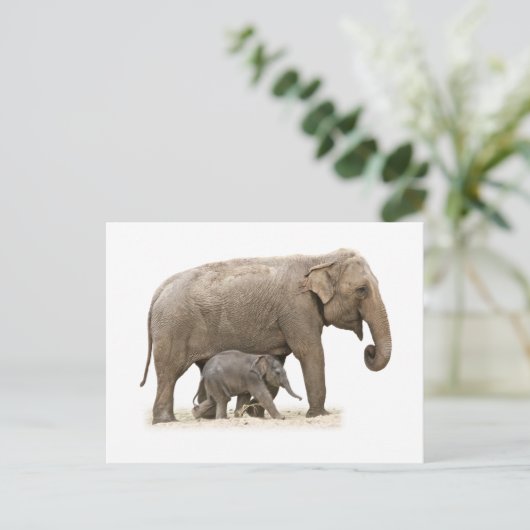 Mutter und Baby Elephant Postkarte (Stehend Vorderseite)