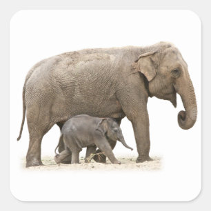 Mutter und Baby Elephant Quadratischer Aufkleber