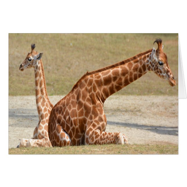 Mutter und Baby Giraffe (Vorderseite (Horizontal))