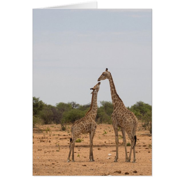 Mutter und Baby-Giraffe (Vorne)
