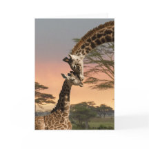 Mutter-und Baby-Giraffe